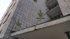 Березки (1).jpg